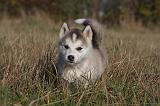 ALASKAN MALAMUTE 489